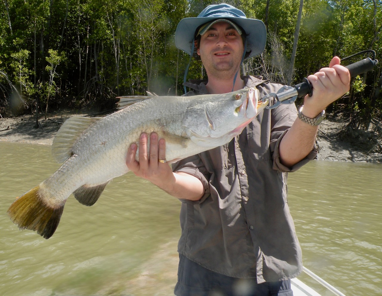 Close up of a large barramundi