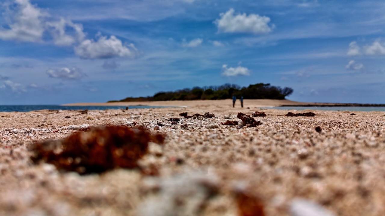 Albany Island Fly Fisherman casting