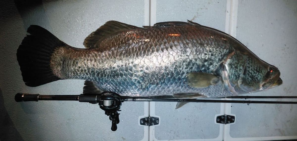 Barramundi laid on the deck at night next to a baitcaster