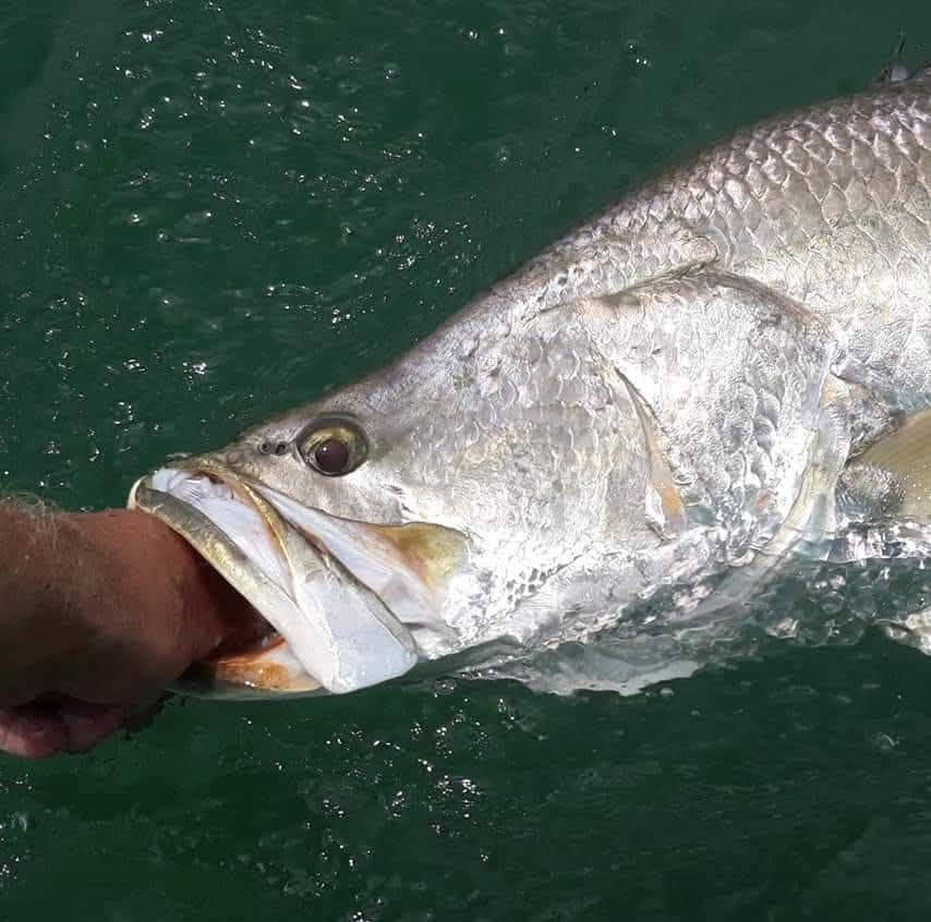 Close view of a barramundi head beside the boat, held by the lip